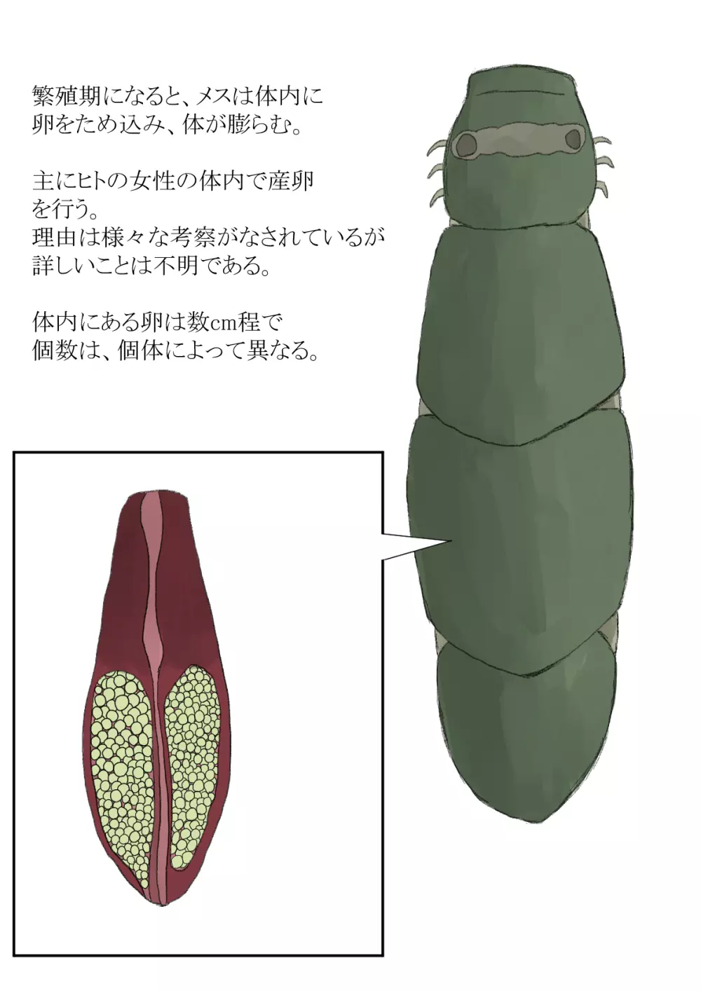 オオムシ解説図鑑 - page7