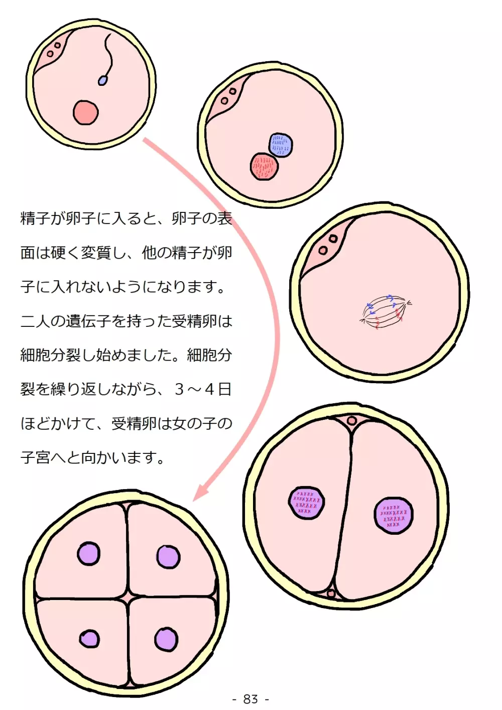 思春期の男の子のための性教育・同級生の女の子とセックスをして赤ちゃんを作るおはなし - page83