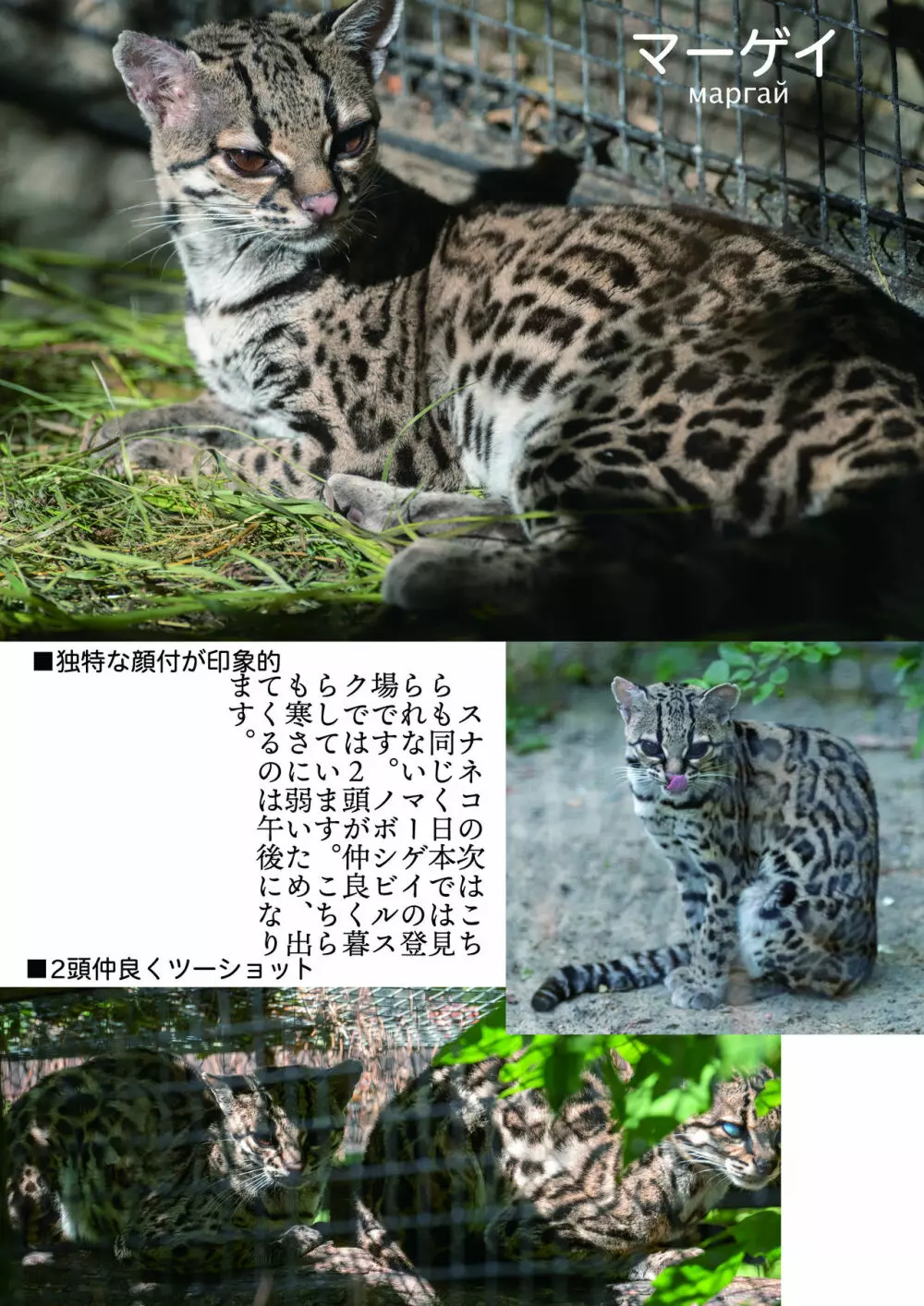 mayけものフレンズスレ合同誌2 - page161