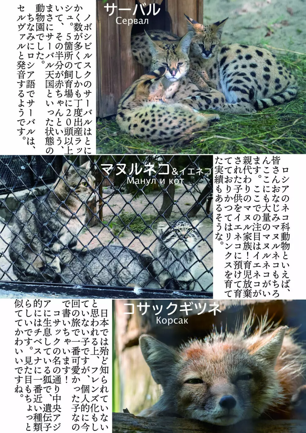 mayけものフレンズスレ合同誌2 - page162