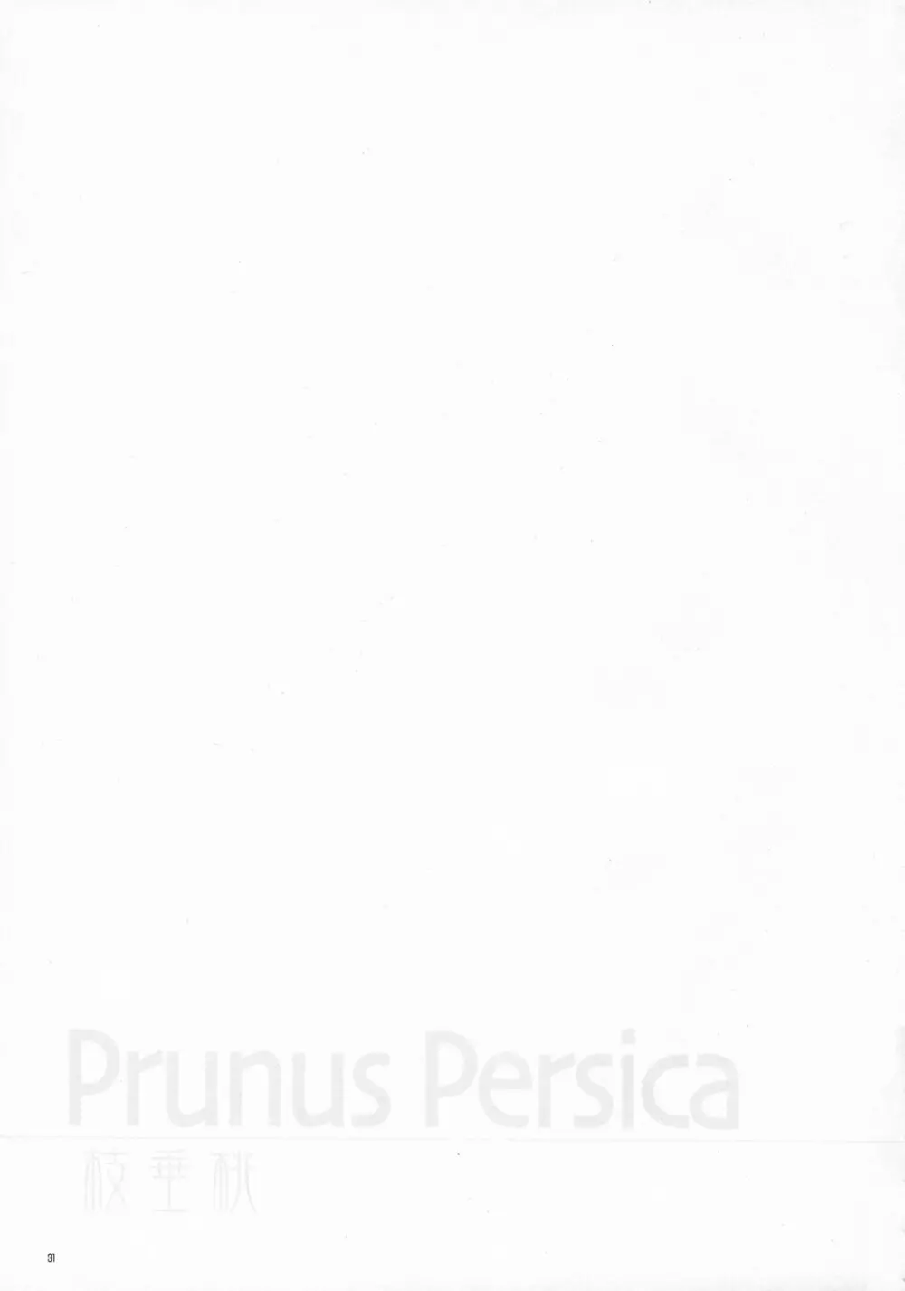 Prunus Persica - page30