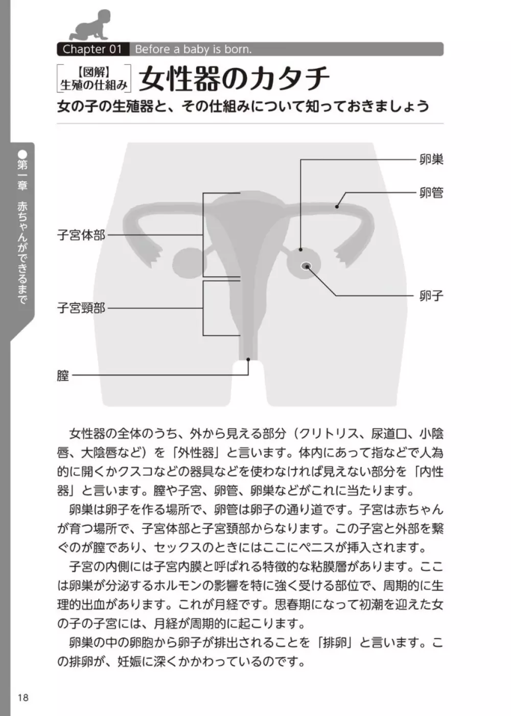 やらなくてもまんがで解る性交と妊娠 赤ちゃんのつくり方 - page19