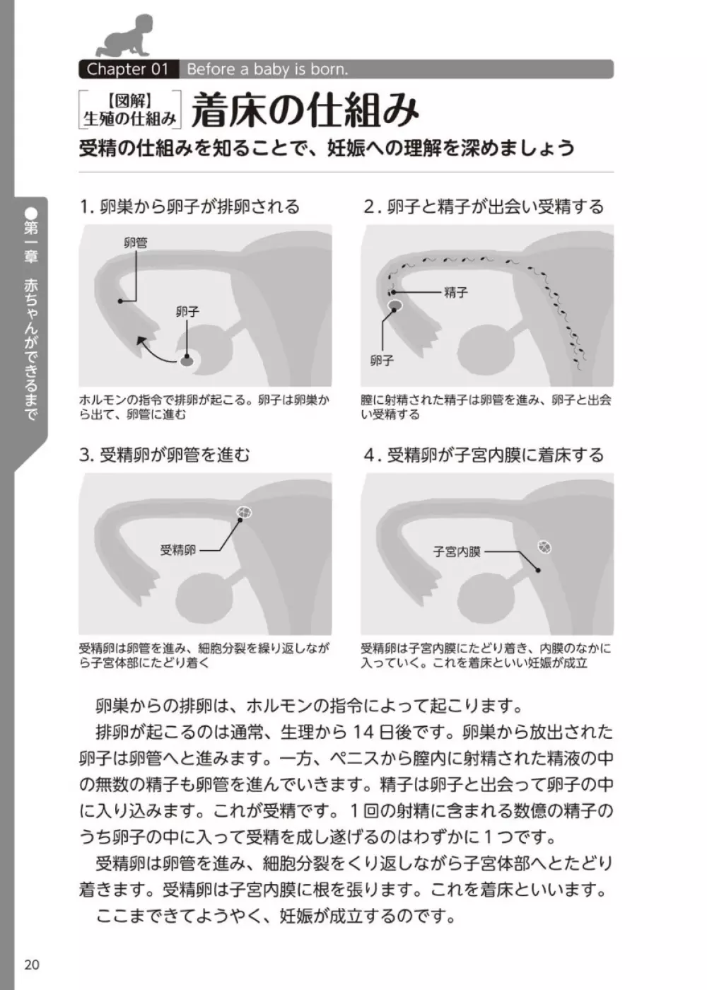 やらなくてもまんがで解る性交と妊娠 赤ちゃんのつくり方 - page21