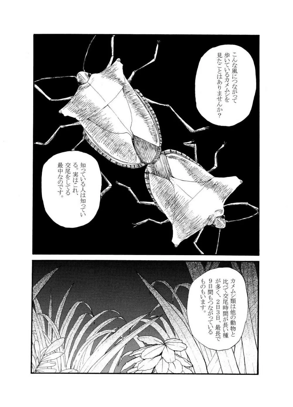 [動物性生活図鑑」シリーズ カメムシ - page2