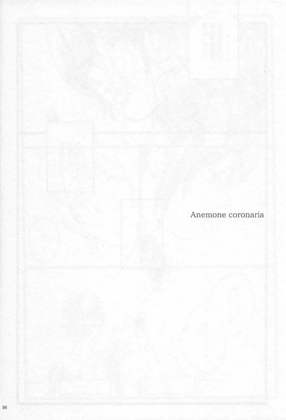 Anemone coronaria - page35