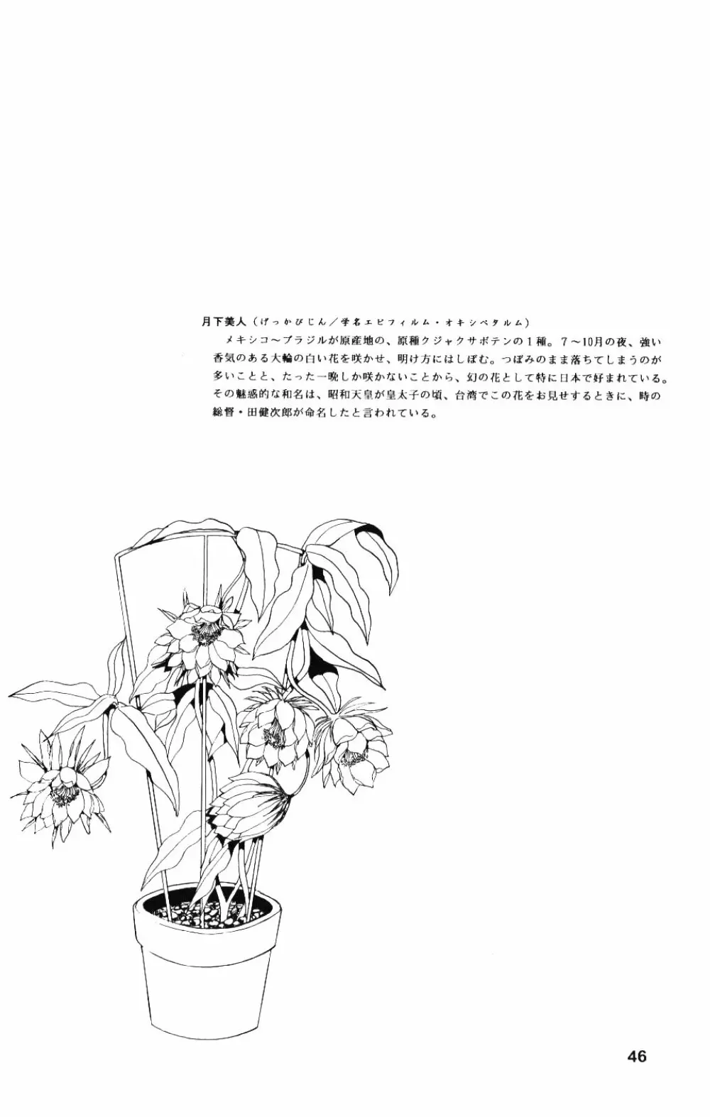 月下美人 - page45